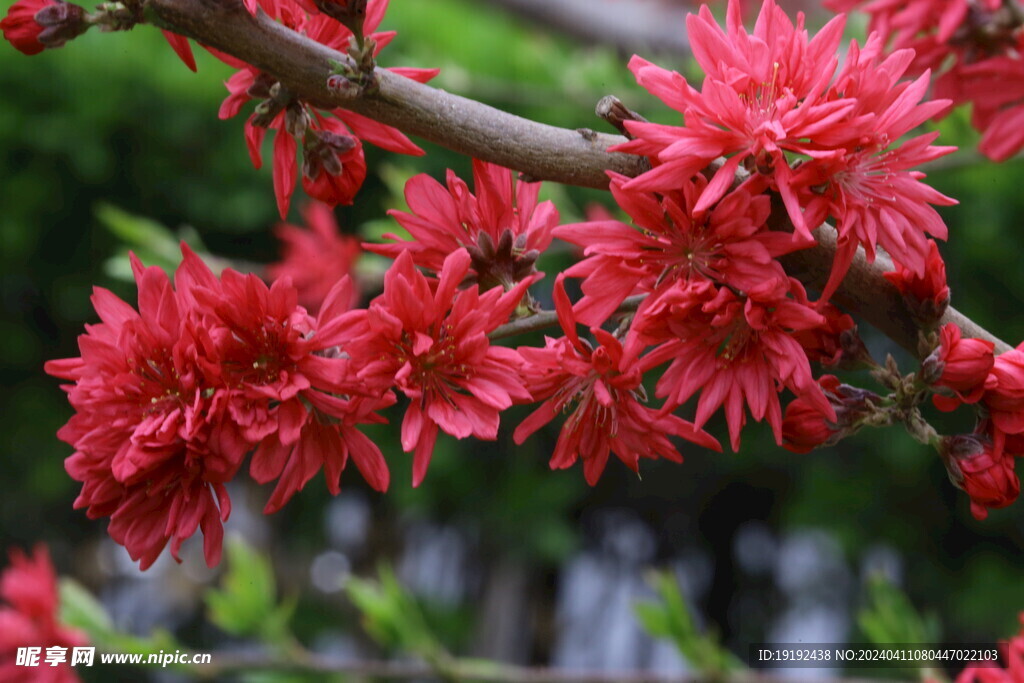 菊花桃  