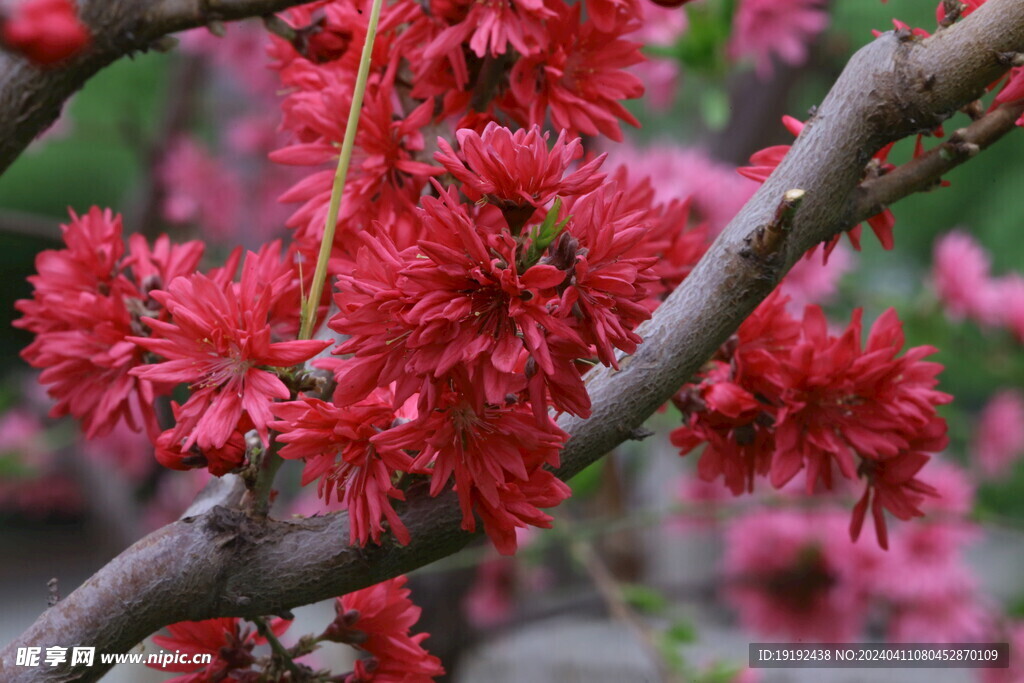 菊花桃 