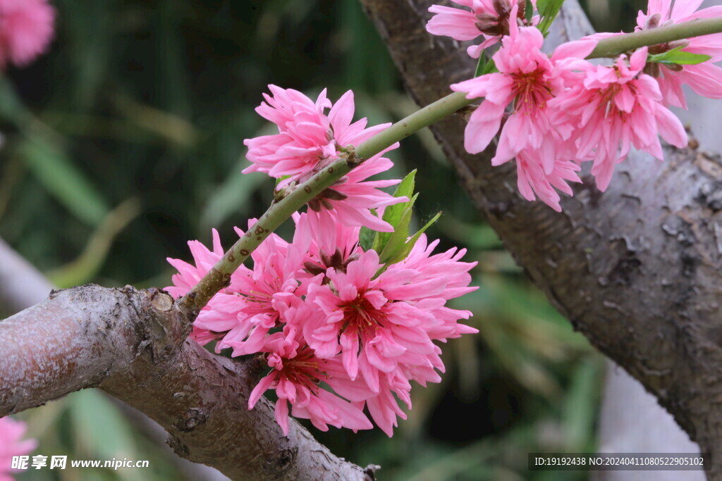 菊花桃  