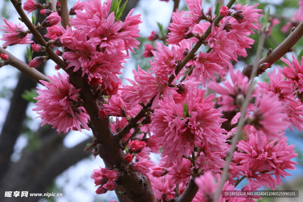 菊花桃 