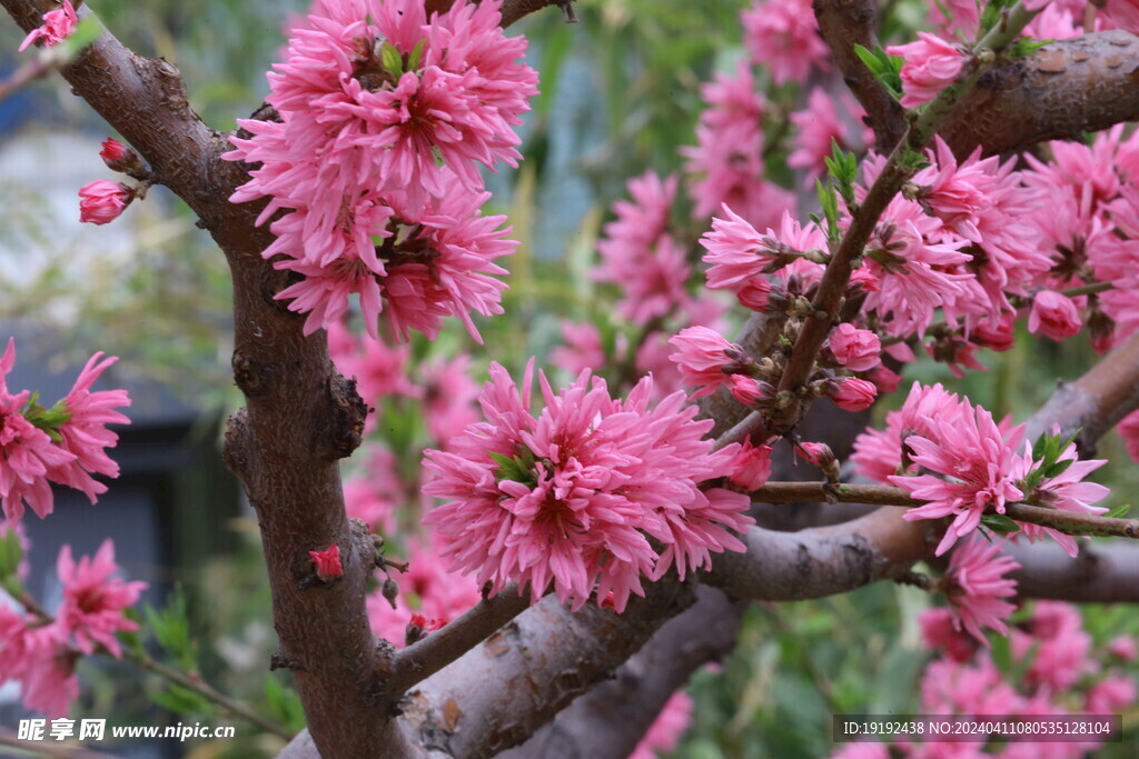 菊花桃 