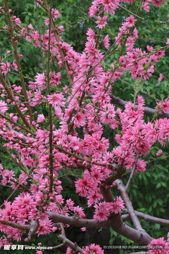 菊花桃 