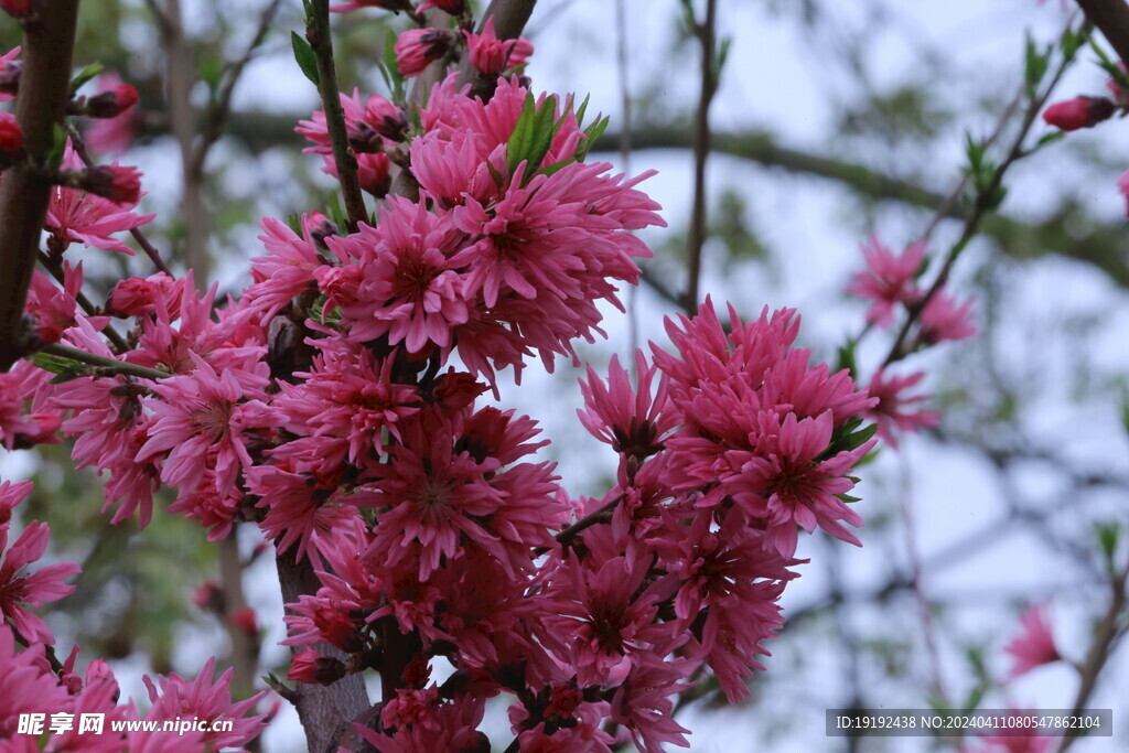 菊花桃  