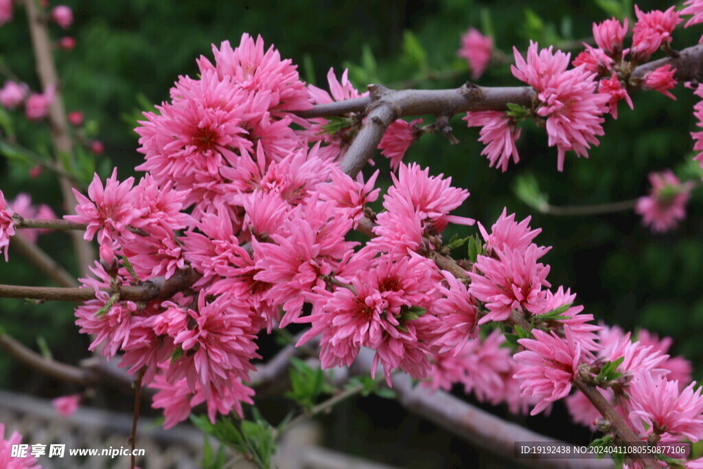 菊花桃  