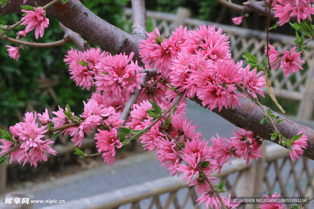 菊花桃  