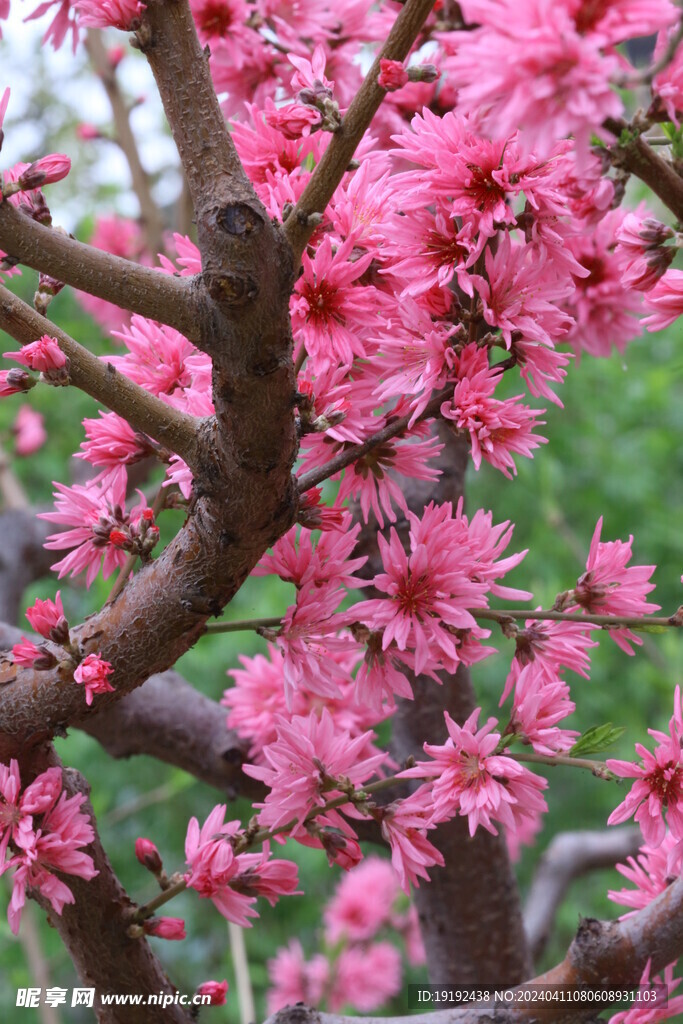 菊花桃 