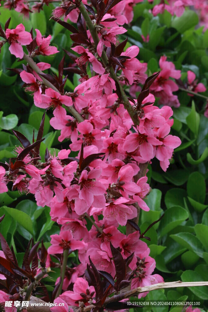 桃花
