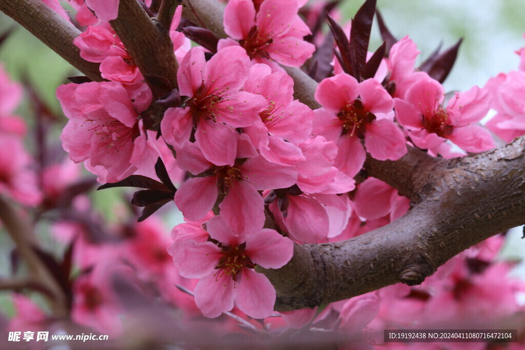 桃花 