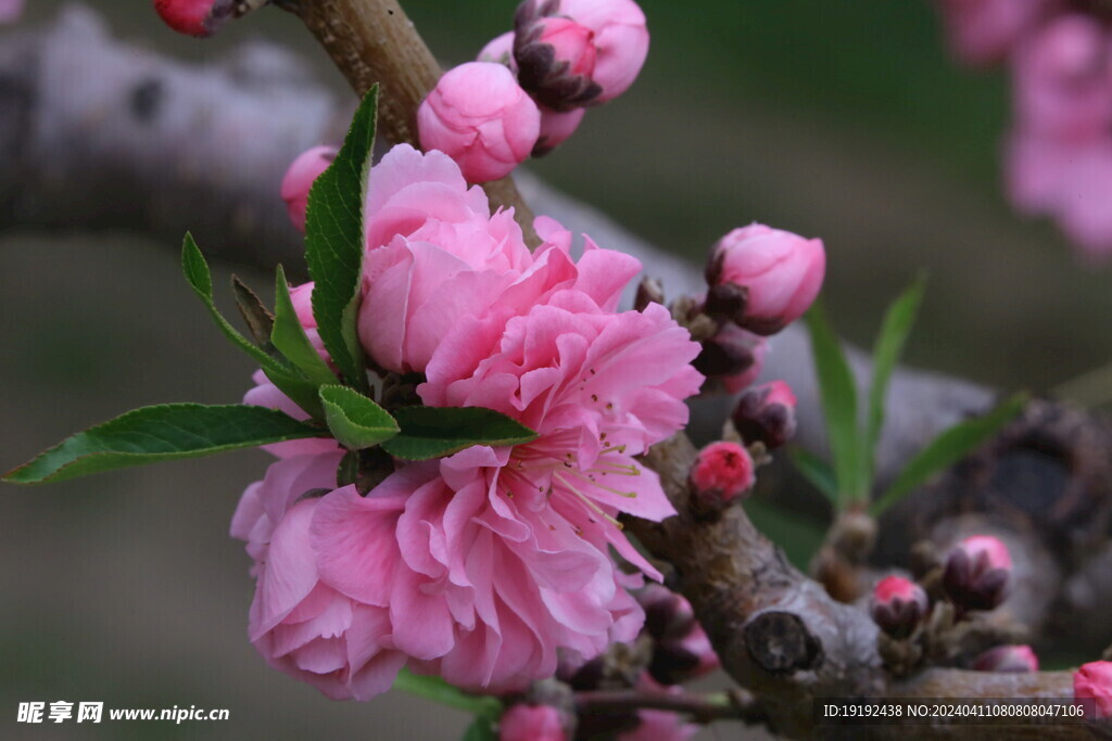 碧桃花