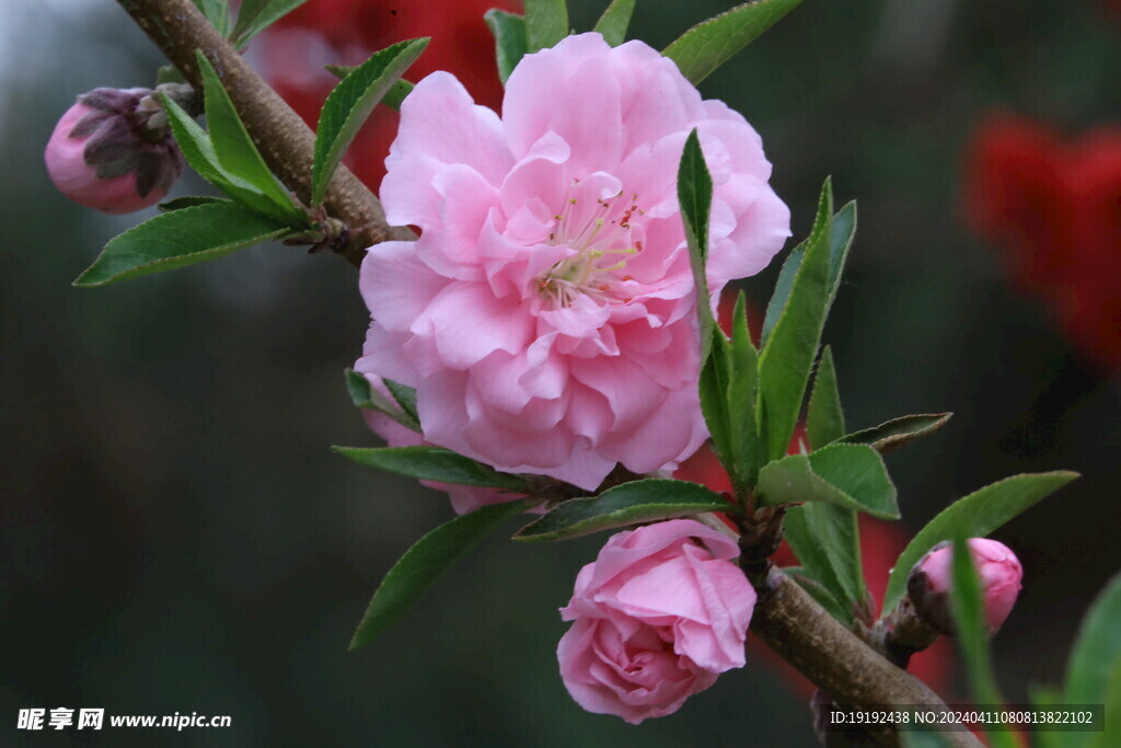 碧桃花 