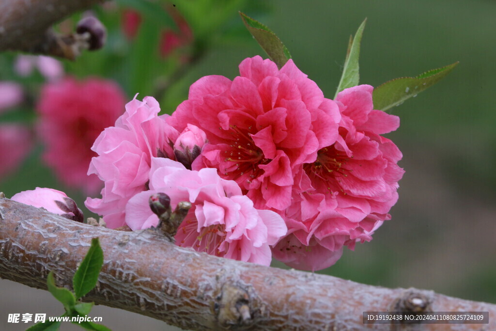 碧桃花 