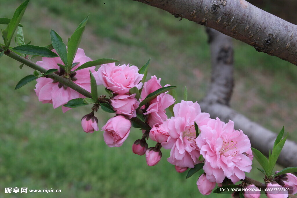 碧桃花 