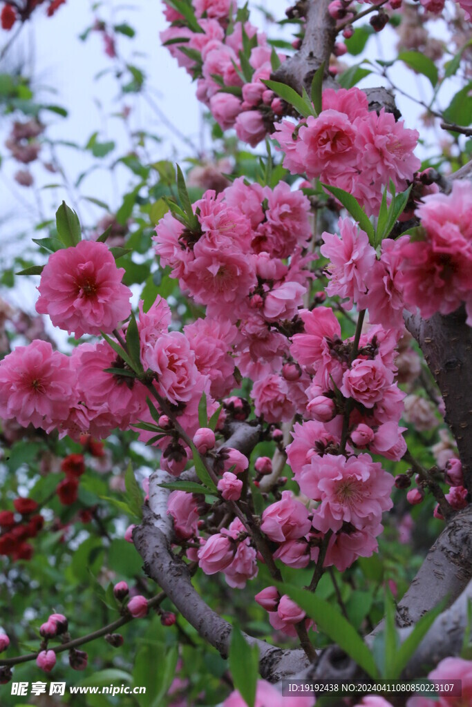 碧桃花