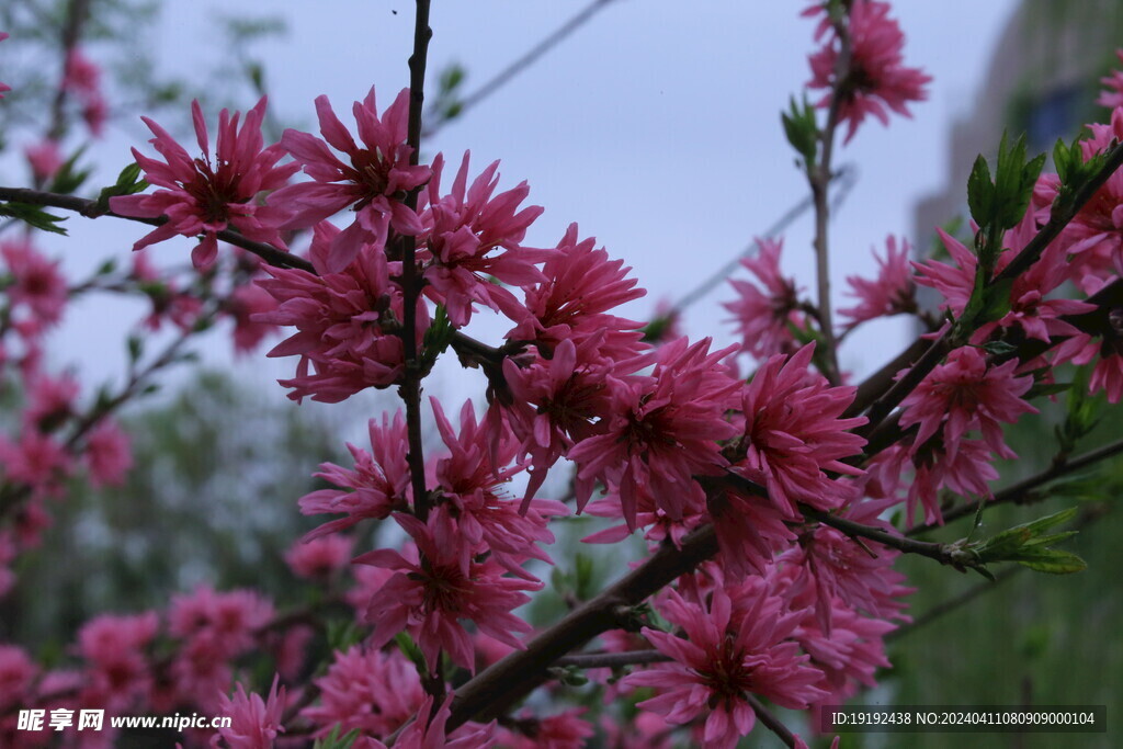 菊花桃  
