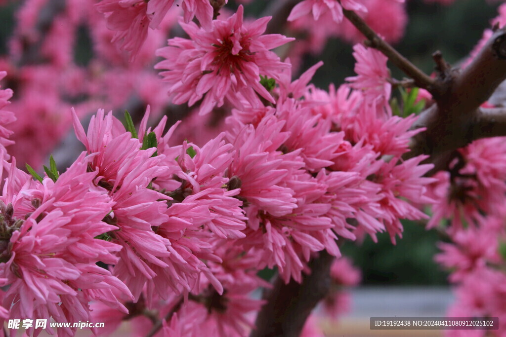 菊花桃  