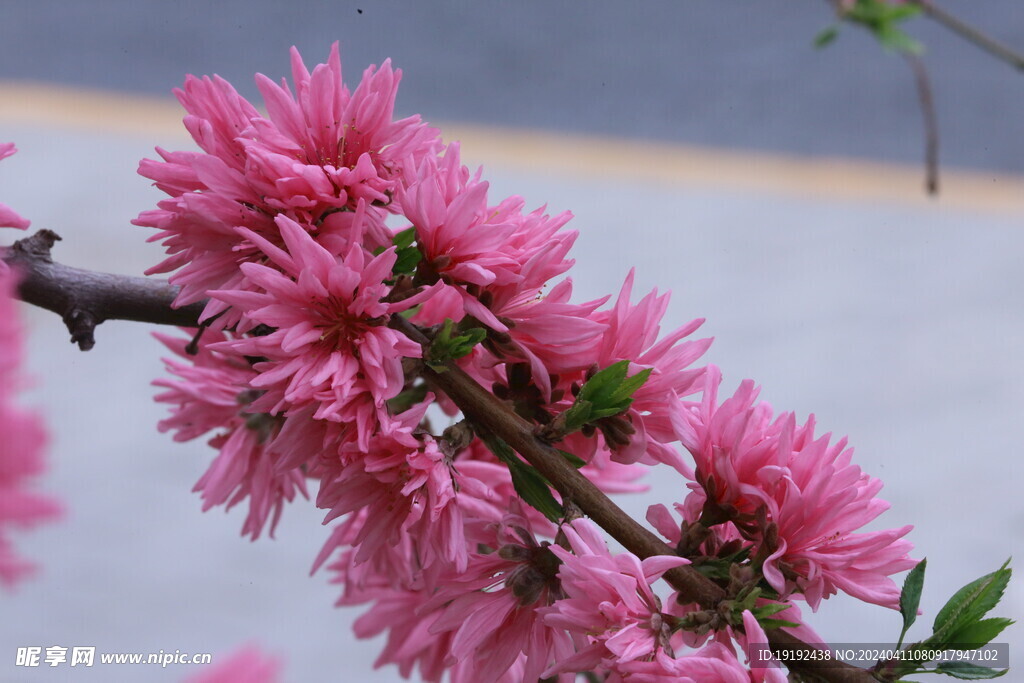 菊花桃 