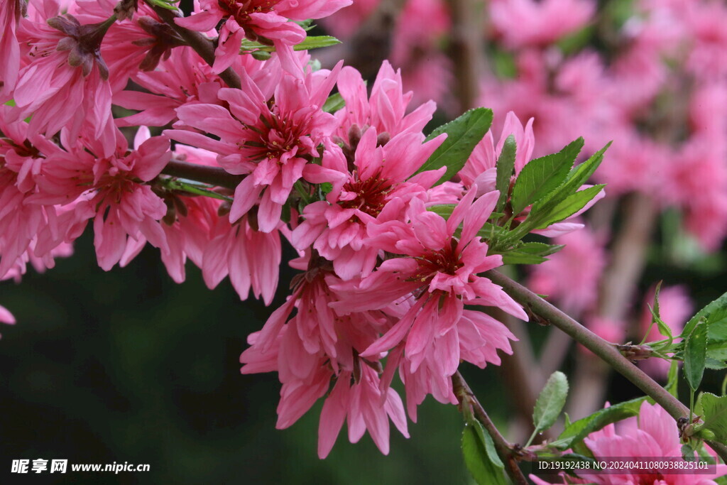 菊花桃  