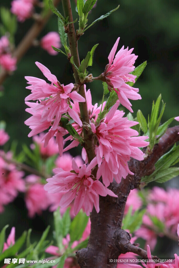 菊花桃  