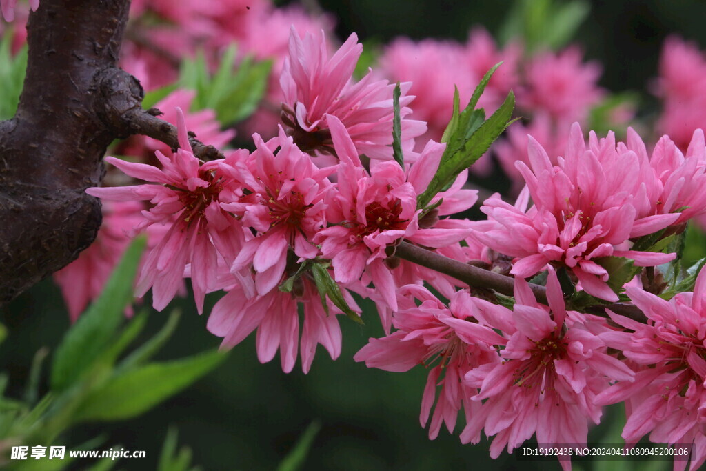 菊花桃  