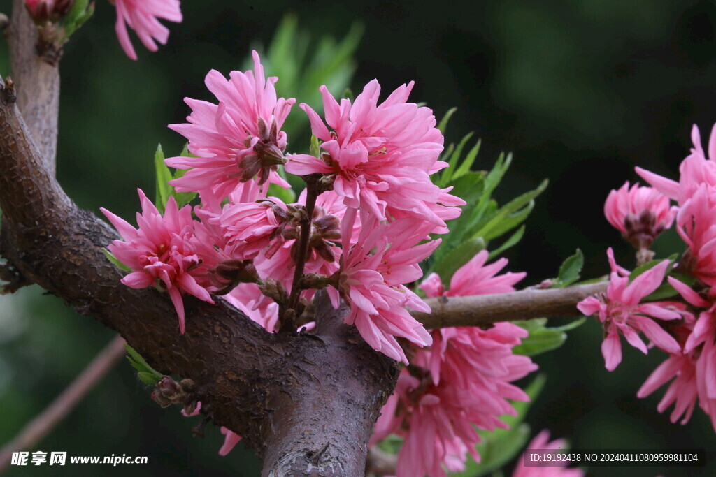 菊花桃 