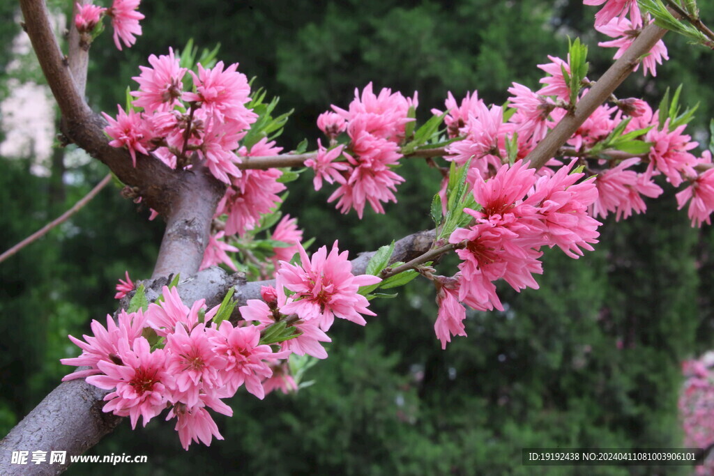 菊花桃  