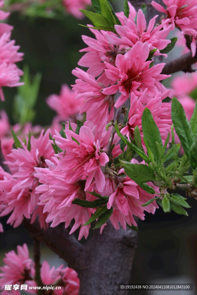 菊花桃 