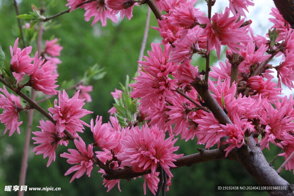 菊花桃 