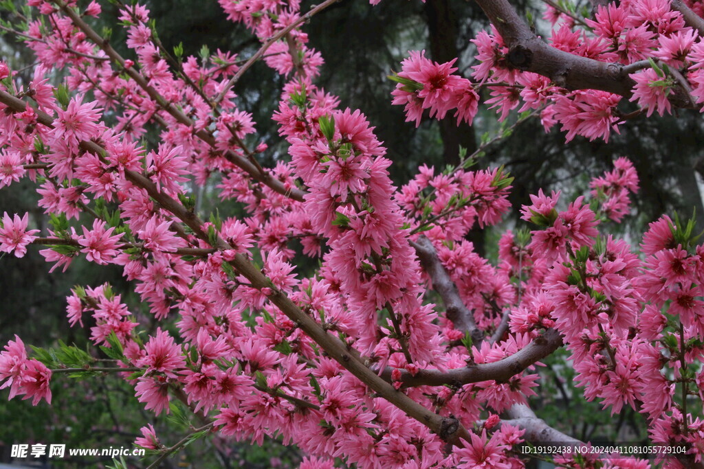 菊花桃 