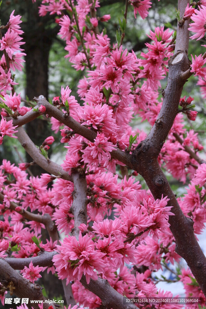 菊花桃  