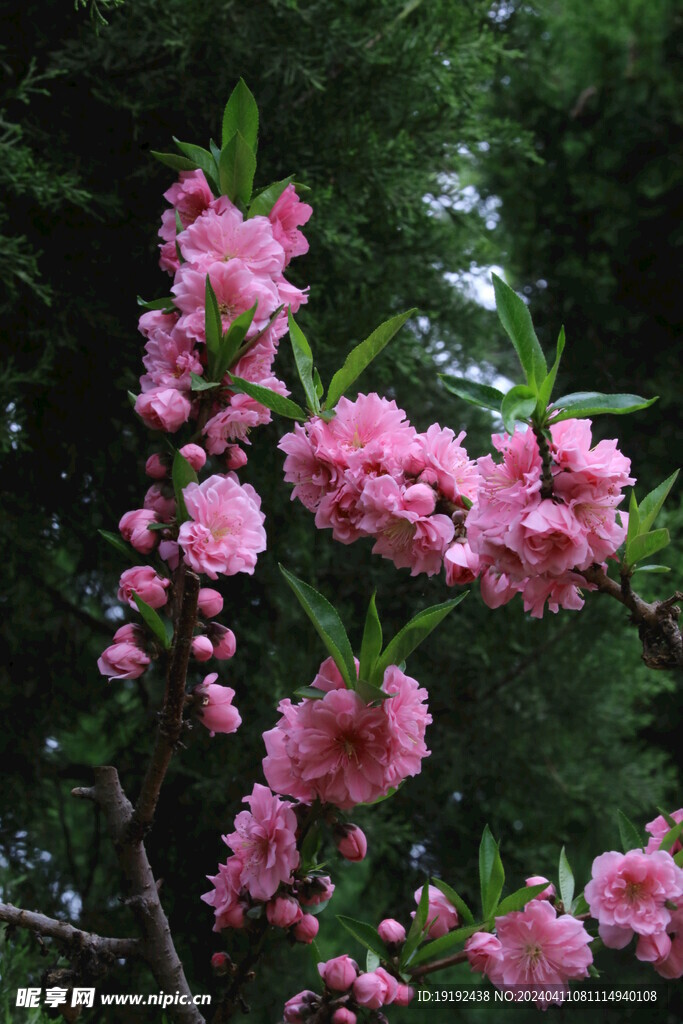 碧桃花