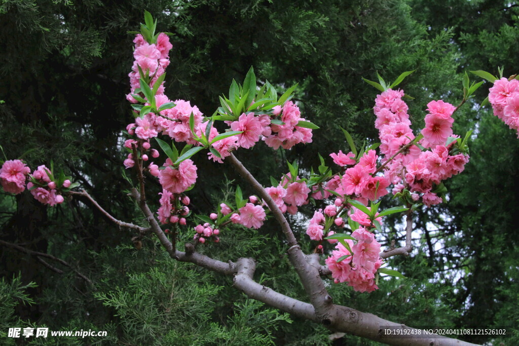 碧桃花 