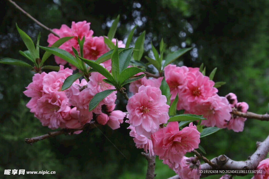 碧桃花