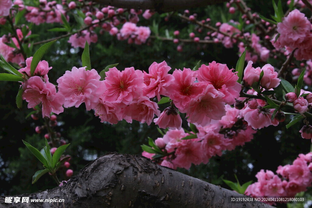 碧桃花
