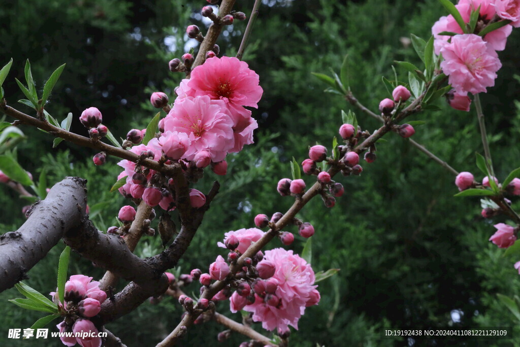 碧桃花