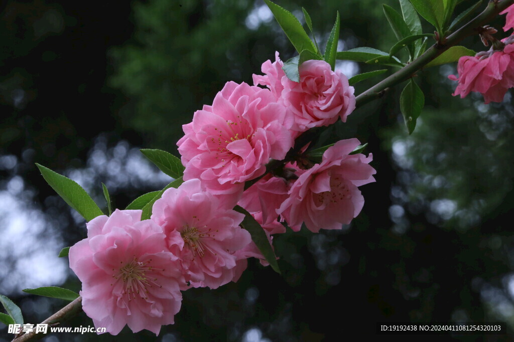 碧桃花 