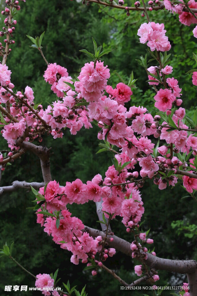 碧桃花