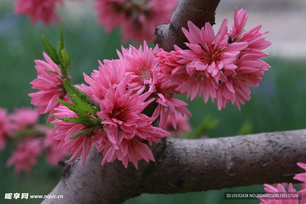 菊花桃 