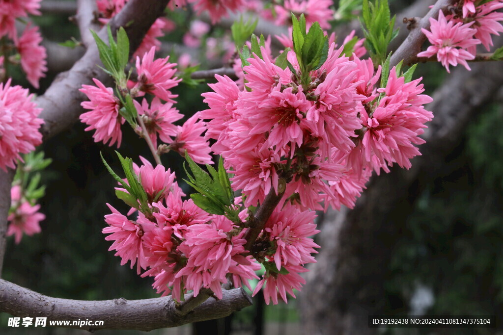 菊花桃 