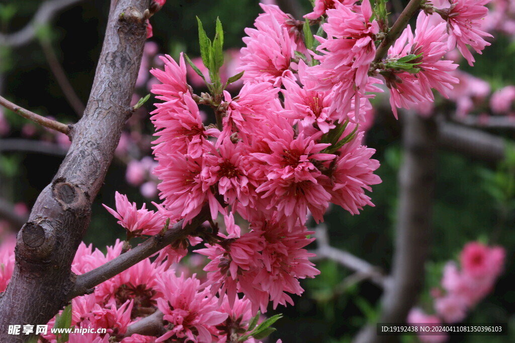 菊花桃  