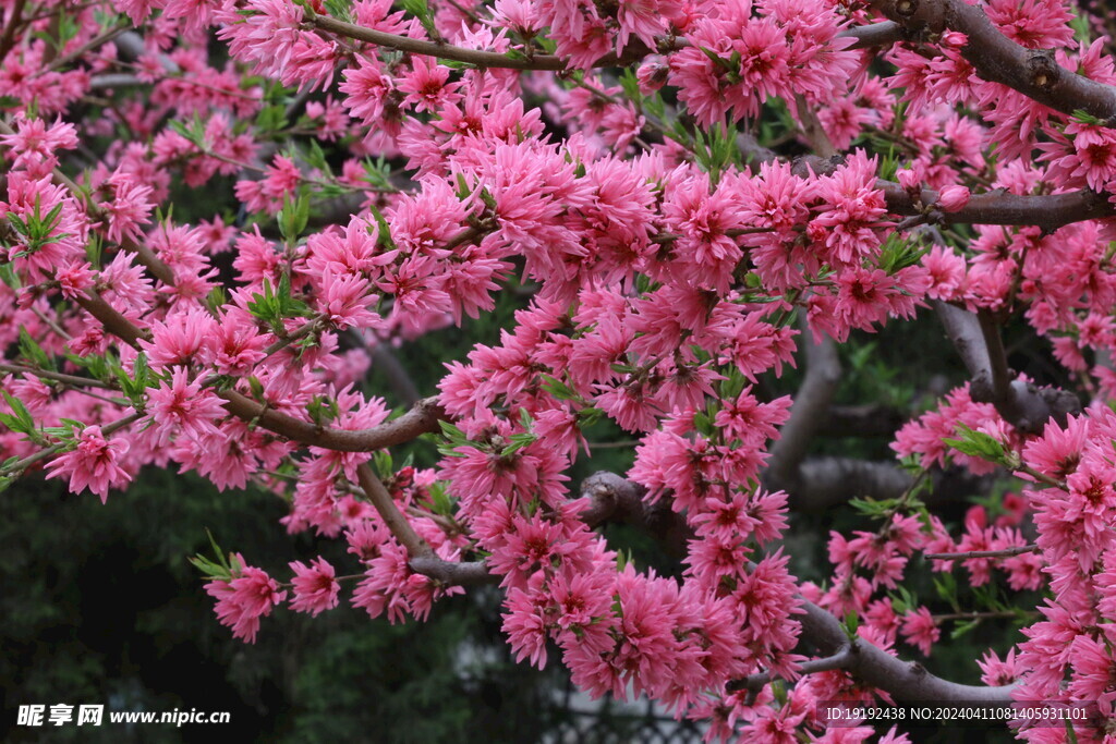 菊花桃 