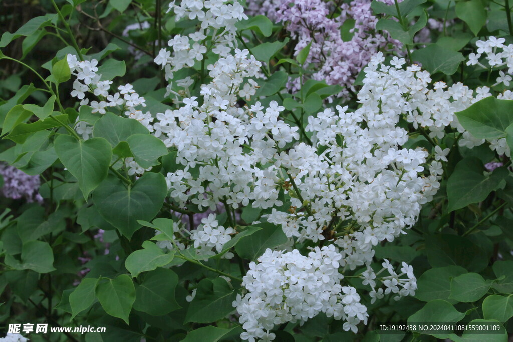 丁香花  