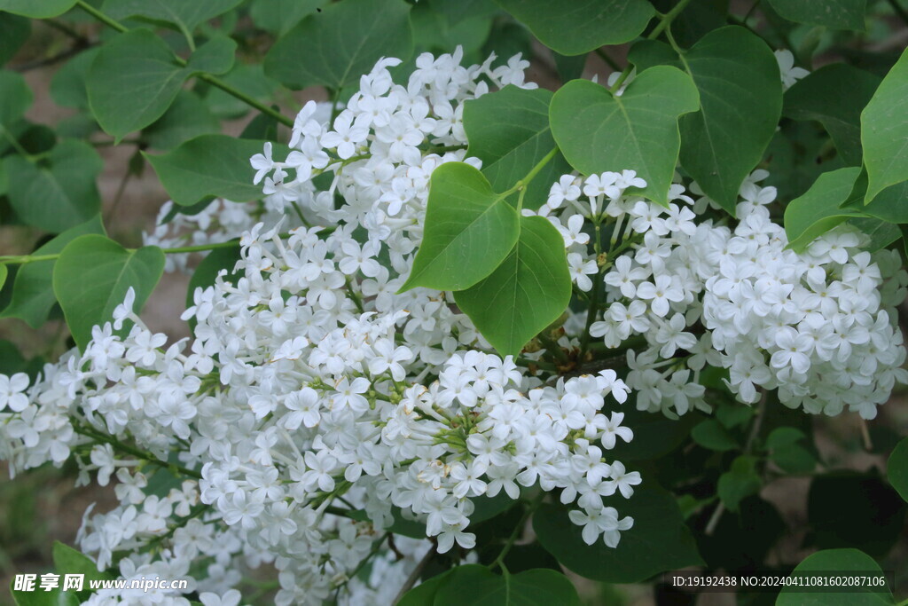 丁香花  
