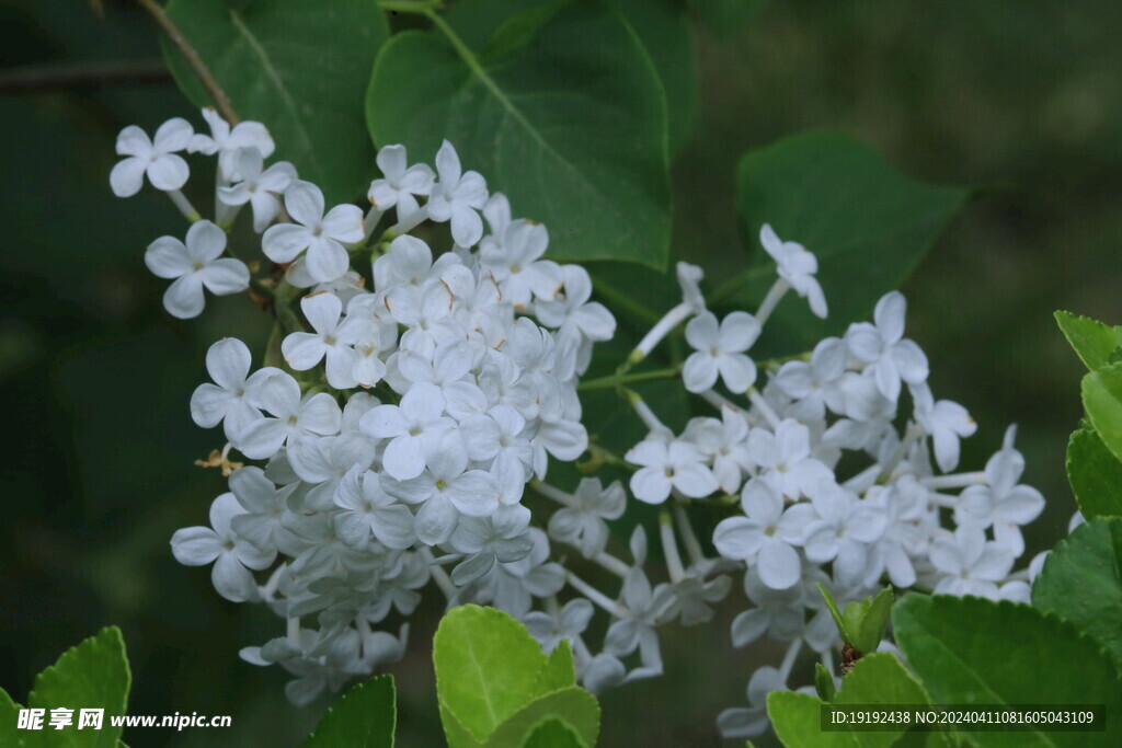 丁香花  
