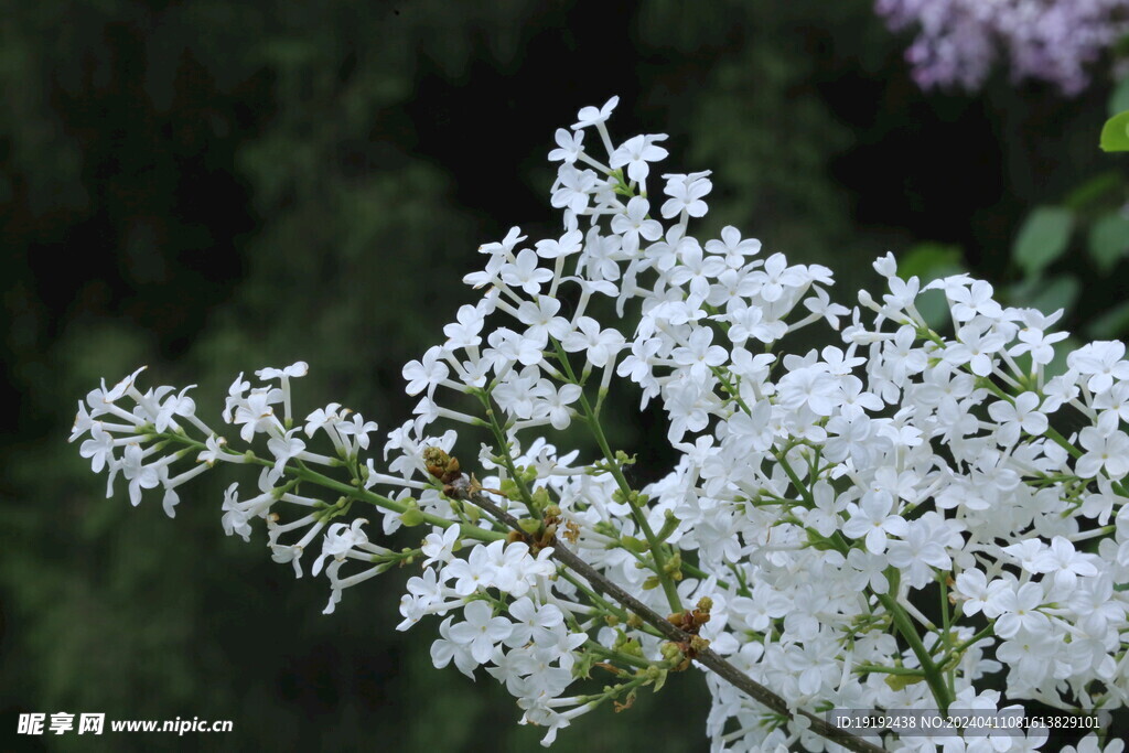 丁香花 