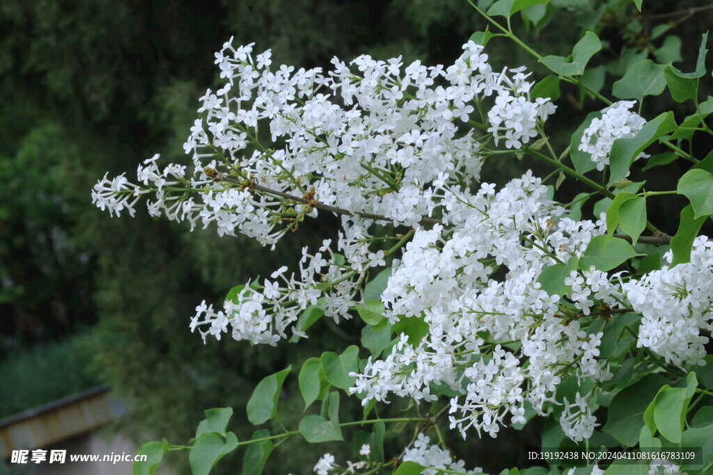 丁香花  
