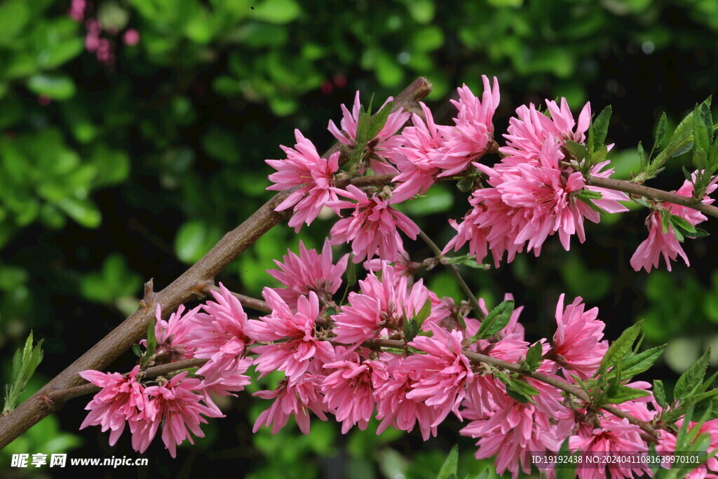 菊花桃  