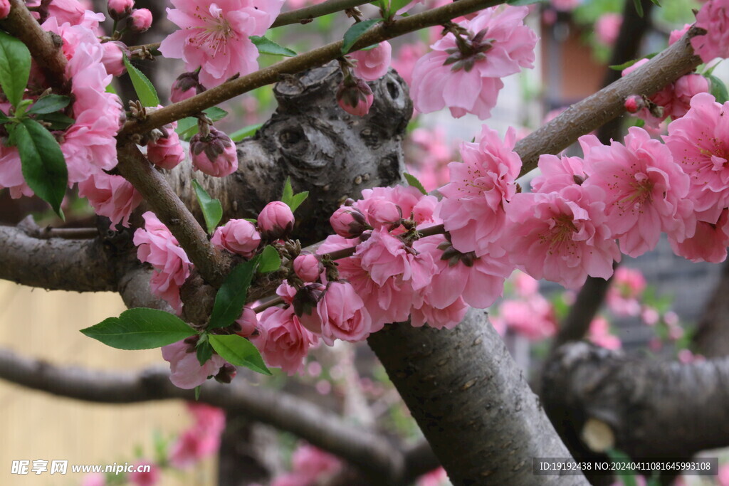 碧桃花  