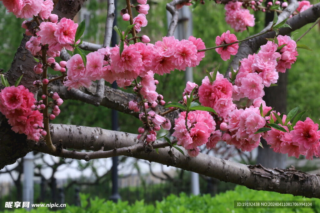 碧桃花 