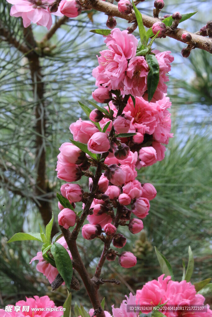 碧桃花 