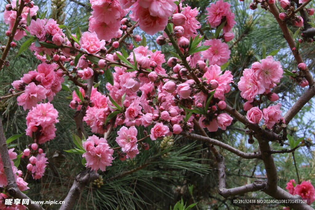 碧桃花  